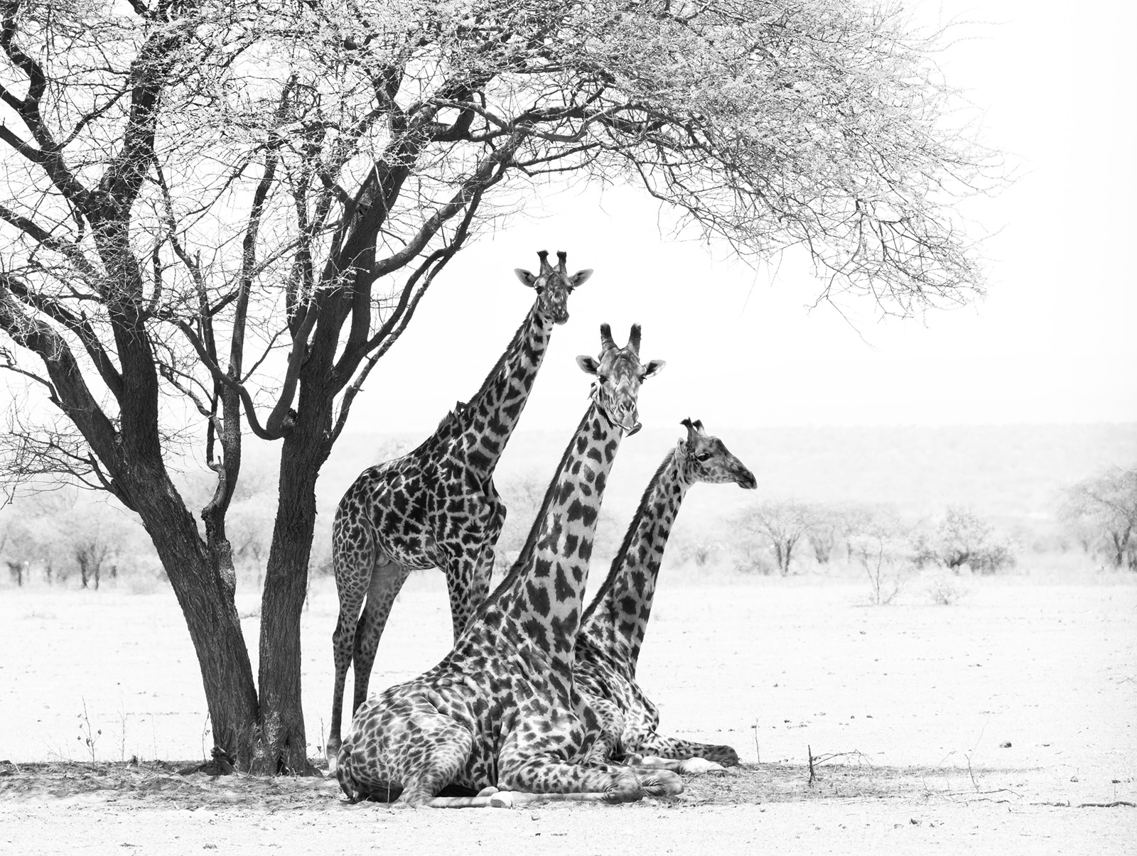 Kenya Beyond the Crowds – A 2028 Wildlife Photography Journey into Lumo, Amboseli & Shompole, Feb 27 – March 9, 2028