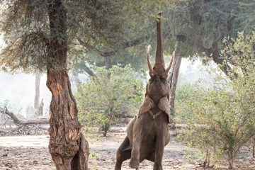 Mana Pools & Lower Zambezi – An Extraordinary Journey Across the Zambezi, July 25 – August 6, 2028