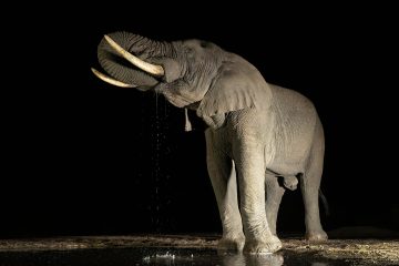 Zimanga Game Reserve, South Africa – A Photographer’s Safari – July 16 – 24, 2028