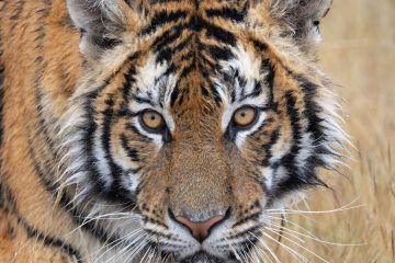 Kishindo Conservation Reserve – Tiger Canyon – August 6 – 11 2028